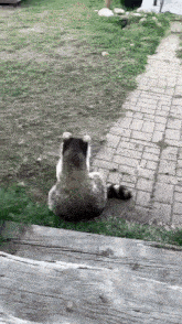Mapache Raccoon GIF - Mapache Raccoon GIFs