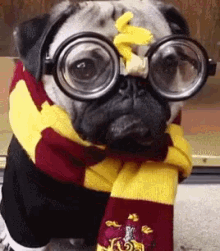 Costume Costume GIF - Costume Dog Harry Potter GIFs