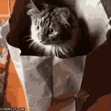 кот в мешке GIF - Cat Bag Ducking GIFs
