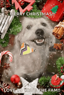 Merry Christmas GIF - Merry Christmas Dog GIFs