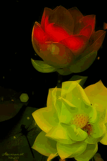 flower571 lotus57 redgreen