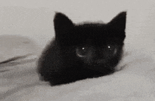 a black kitten is peeking out of a hole in the bed .