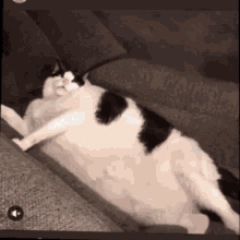 fat cat heavy breathing gif