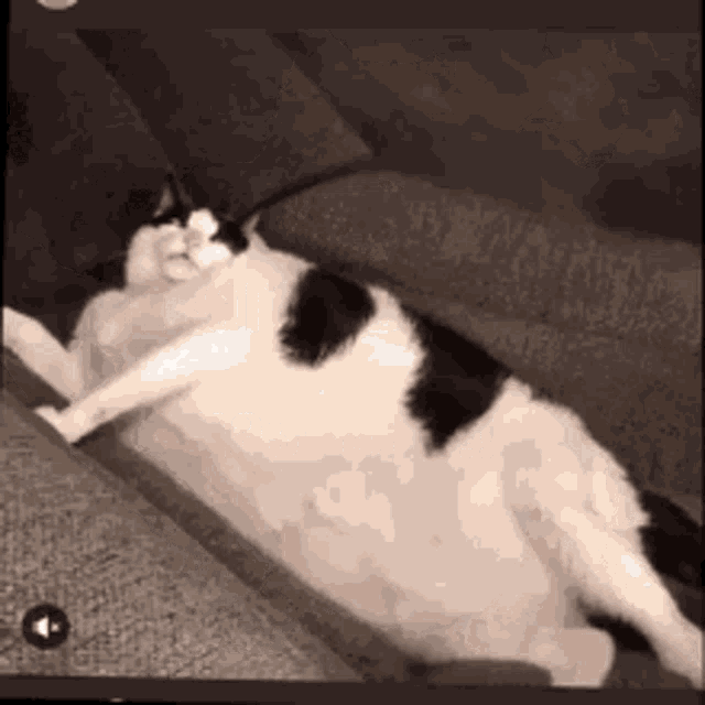 funny pictures of fat cats