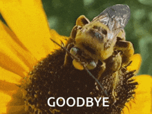 Goodbye Bee GIF - Goodbye Bye Bee GIFs