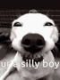 a close up of a dog making a funny face with the words `` ur a silly boy '' .