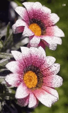Flowers GIF - Flowers GIFs