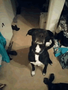 a black and white dog is laying on its back in a room
