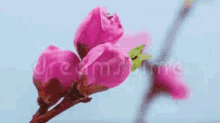 Pink Flowers GIF - Pink Flowers Blooming GIFs