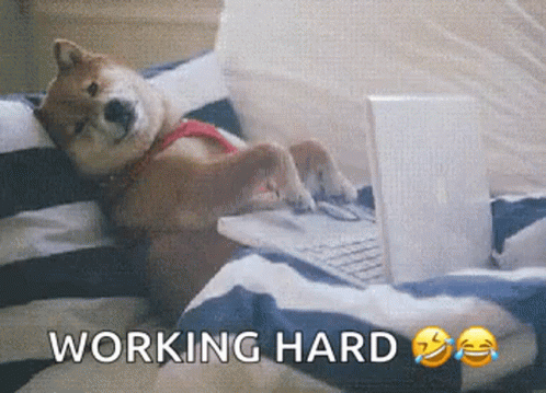 Doggo Typing GIF - Doggo Typing Dog GIFs