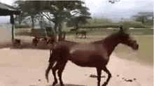 Dawn Horse Horsey Fast GIF - Dawn Horse Horsey Fast GIFs