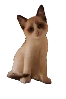 a brown cat with a black tail is waving