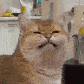 Smile Cat GIF