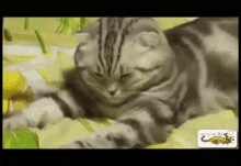 疲れた　つかれた　猫　ねこ　ネコ GIF - Jptired Cat GIFs