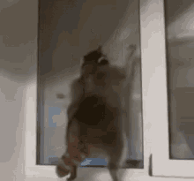Raccoon Wobble GIF - Raccoon Wobble Jump GIFs