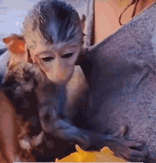 Batro Monkey GIF - Batro Monkey Mango GIFs