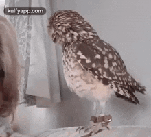 When Someone Asked About " How Are You " During Lockdown.Gif GIF - When Someone Asked About " How Are You " During Lockdown Birds Owl GIFs