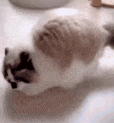 кот котик GIF - кот котик пушистый GIFs