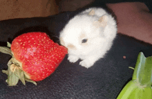 a small white rabbit is eating a strawberry on a black surface