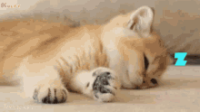 Lockdown Effect Cat GIF - Lockdown Effect Cat Sleeping GIFs