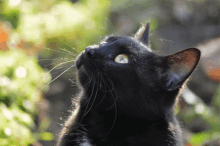 Cat Yes GIF - Cat Yes Blackcat GIFs