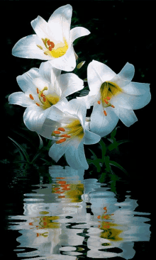 White Lily In Water GIF - White Lily In Water GIFs