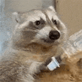 a raccoon is holding a bottle in its paw .