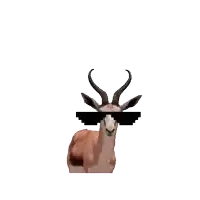 a picture of a gazelle wearing sunglasses with the words " a reason to feel " below it