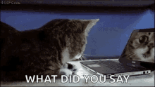 What Did You Say Cat GIF - What Did You Say Cat Shocked GIFs