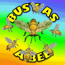 Busy As A Bee Im Busy GIF - Busy As A Bee Im Busy I Am Busy GIFs