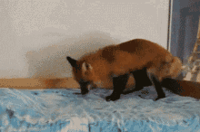 fox cute adorable hop jump