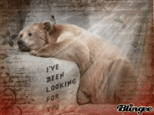 Sad Bear Ive Been Looking For You GIF