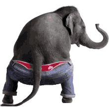 Remexo Sex Dance Sexy Elephant GIF