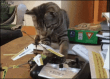 24 GIF - Cat Touch Surprised GIFs