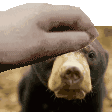 a person is petting a bear with their hand .