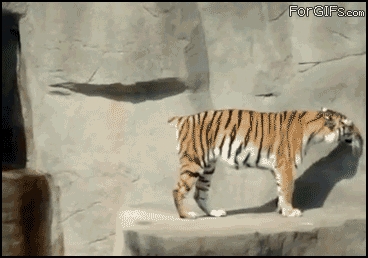 [Image: tiger-scared.gif]