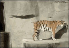 5 GIF - Tiger Scared Jump GIFs