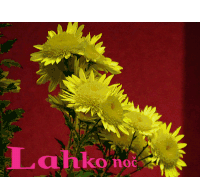 a bunch of yellow flowers on a red background with the word lahko on the bottom