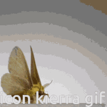 Kierra Moth GIF - Kierra Moth Iconic GIFs