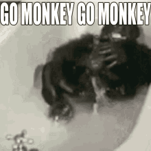 Gomonkey Monkey GIF - Gomonkey Monkey Freaking Out GIFs