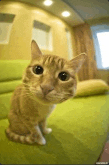 Cat Fricking Cat GIF - Cat Fricking Cat Cat Stare GIFs