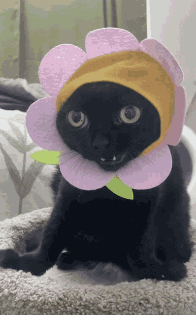 jinx owo meme pfp in 2023  Cat icon, Cat profile, Cat aesthetic