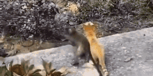 Cat Monkey GIF - Cat Monkey Love GIFs