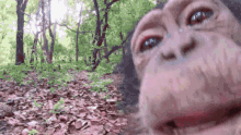 Monkey Lick Camera GIF - Monkey Lick Camera Monkey Tongue GIFs