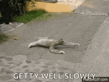 Sloth Slow GIF - Sloth Slow Animal GIFs