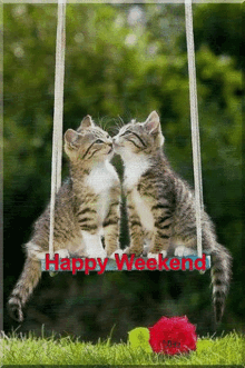 h%C3%A9tv%C3%A9ge happy weekend cat kitty cute