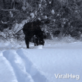 Playing In The Snow Moose GIF - Playing In The Snow Moose Viralhog GIFs