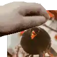 a close up of a person 's hand petting a bird with an orange beak .