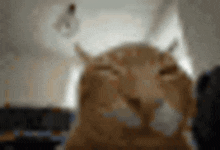 a blurry picture of a cat in a living room