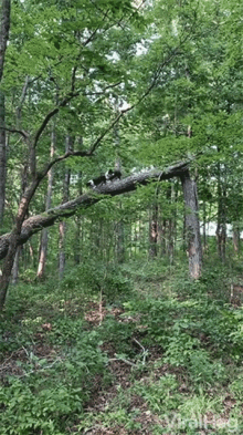 Dogs Climbing Tree Corgis On Tree GIF
